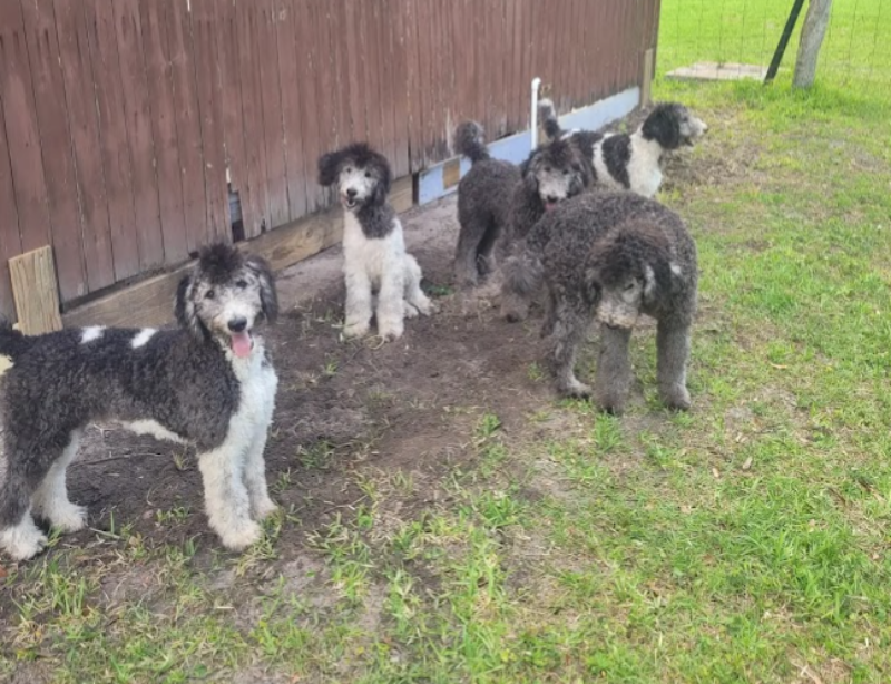group of poodle dogs standing in the yard