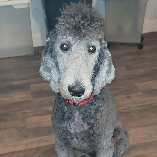 portrait of a royal poodle