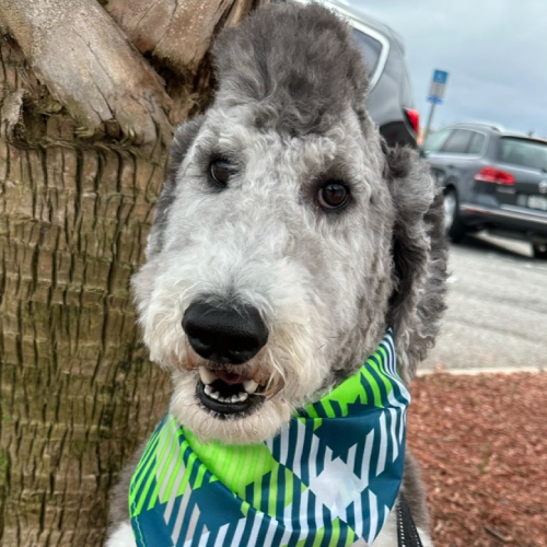 cute grey schnoodle in autumn park