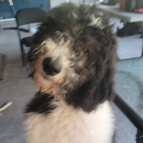 cute grey schnoodle in autumn park
