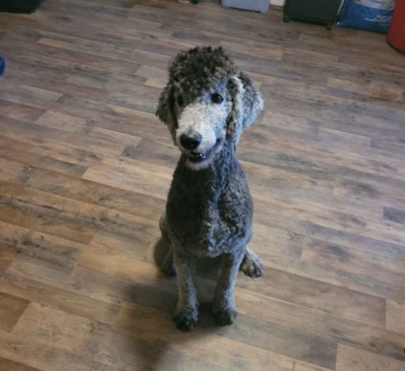 cute grey schnoodle in autumn park