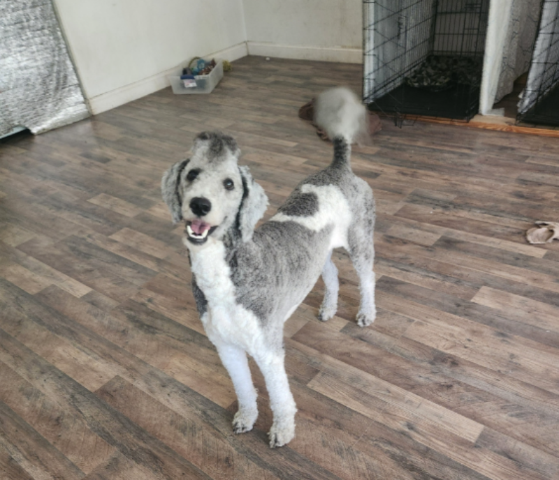 Poodle in the garden