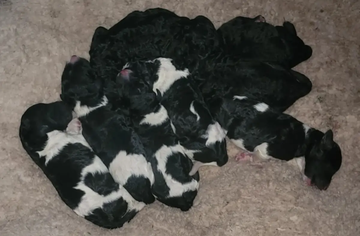 baby-poodle (1) Perfect Poodle when they were first born