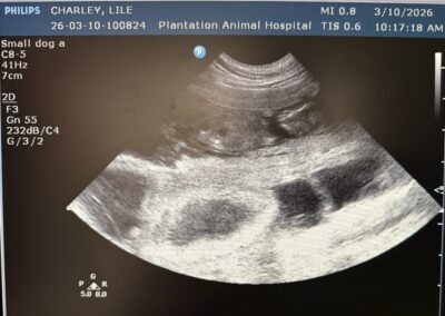 Sonogram of Lile's new Easter 2026 litter taken March 10th