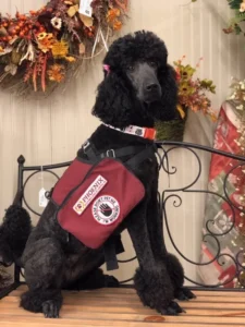 Service Poodle sitting on a bench wearing a vest