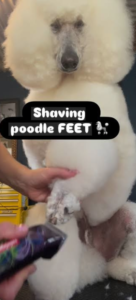 White Standard Poodle getting feet groomed