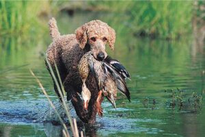 Poodle fetching a foul in a lake