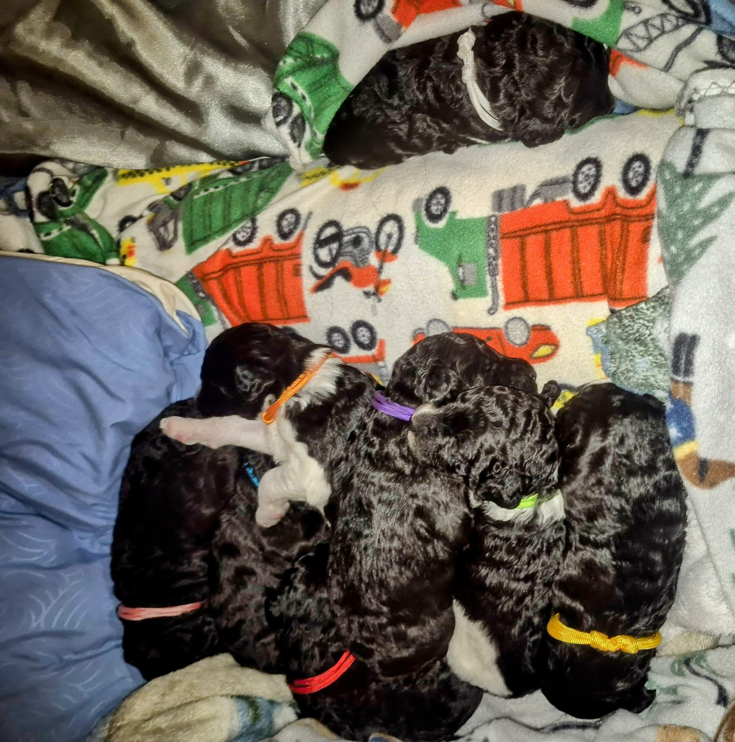 Perfect Poodle when they were first born