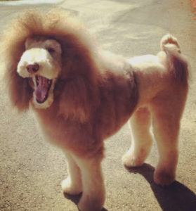 A Standard Poodle cut and dyed to look like a lion standing and yawning like a roar