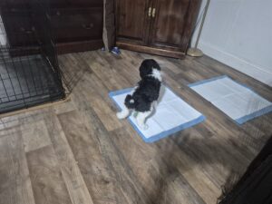 standard-poodle-puppy-training-florida.jpg