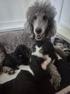 Standard Poodle mother caring for newborn puppies