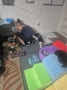 cleaning Standard Poodle puppies during weaning