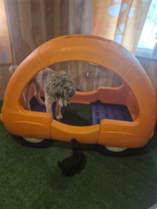 Well socialized Standard Poodle puppies during early development