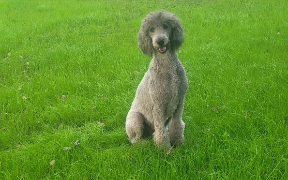 cute grey schnoodle in autumn park