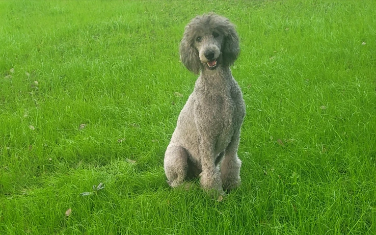 Screenshot 2025-04-10 022042 cute grey schnoodle in autumn park