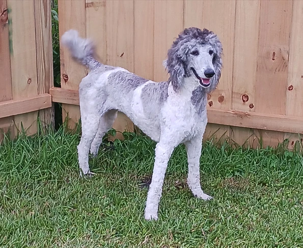 portrait of a royal poodle